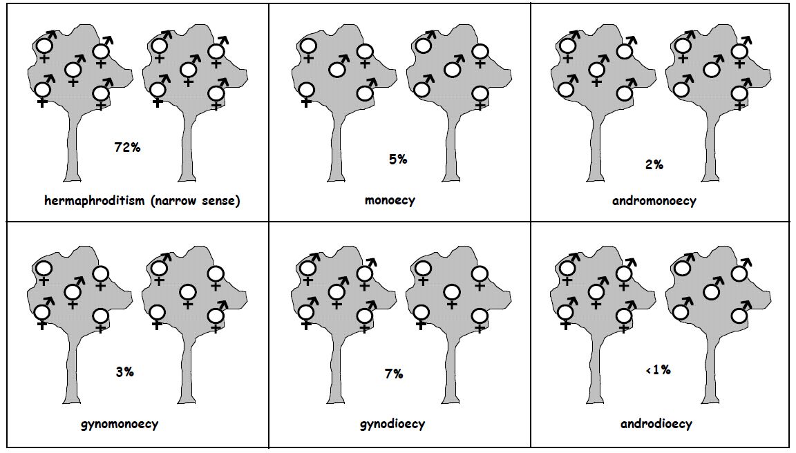 Hermaphroditism: A Primer on the Biology, Ecology, and Evolution of Dual Sexuality